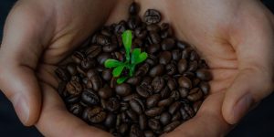 organic coffee header