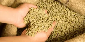 washing green coffee beans - head image