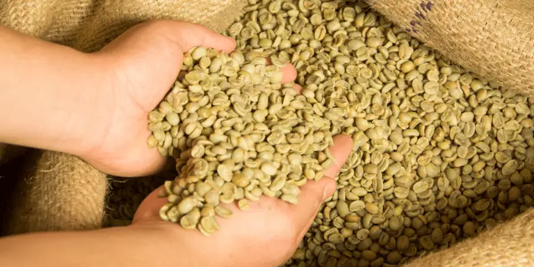 Easy Tips For Washing Green Coffee Beans Before Roasting