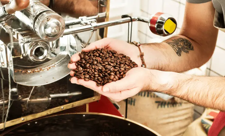 Barista holding roasted coffee beans over a coffee roaster machine to check quality.
