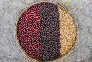 Coffee bean cherries at different stages drying naturally.