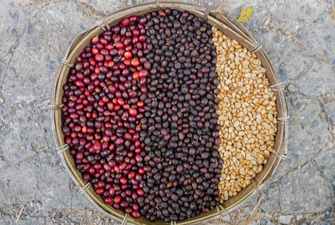 From Bean to Brew: Comparing Washed vs Natural Coffee
