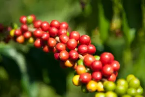 Close up view of kona coffee berries that will turn into the best decaf Kona coffee.